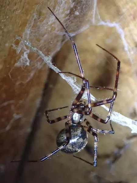 A female pimoa. Note her large abdomen for making babies. Her leg span is about 1.5 inches. - ANTHONY WESTKAMPER