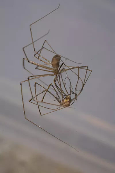 A cellar spider captures a harvestman, making for a confusing tangle of legs and names. - ANTHONY WESTKAMPER