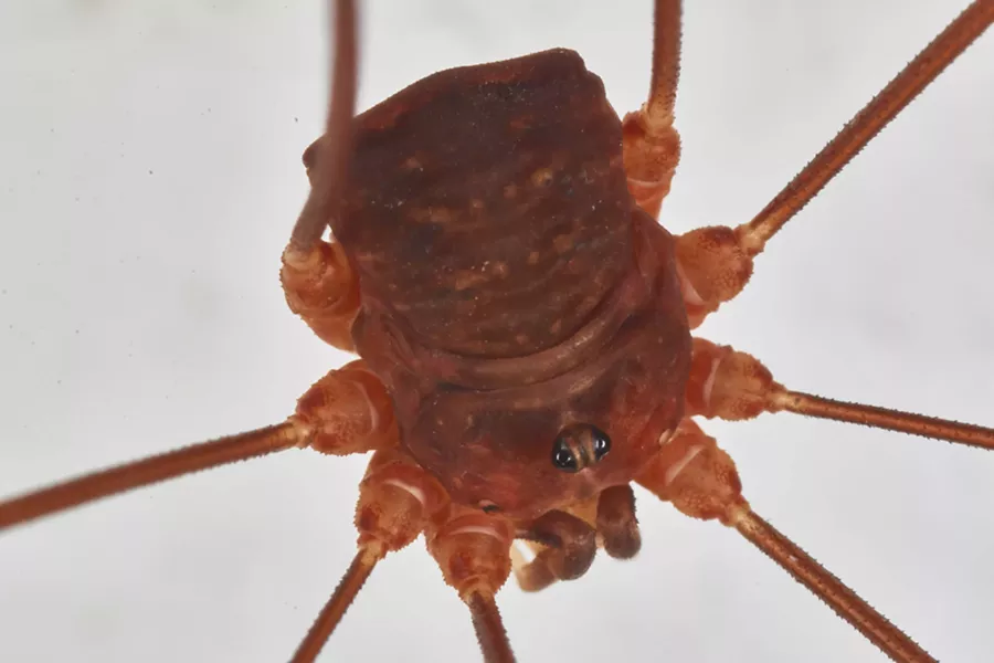 A close-up of a Harvestman shows two eyes positioned like a turret. Spiders have either six or eight eyes. - ANTHONY WESTKAMPER