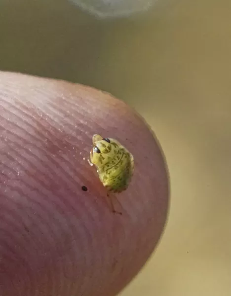 The creeping water bug nymph that bit me in August of 2016. - ANTHONY WESTKAMPER