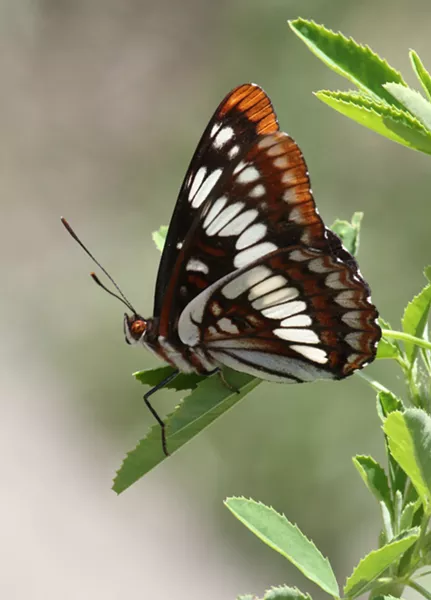 Lorquin's Admiral defends its perch against all comers. - ANTHONY WESTKAMPER