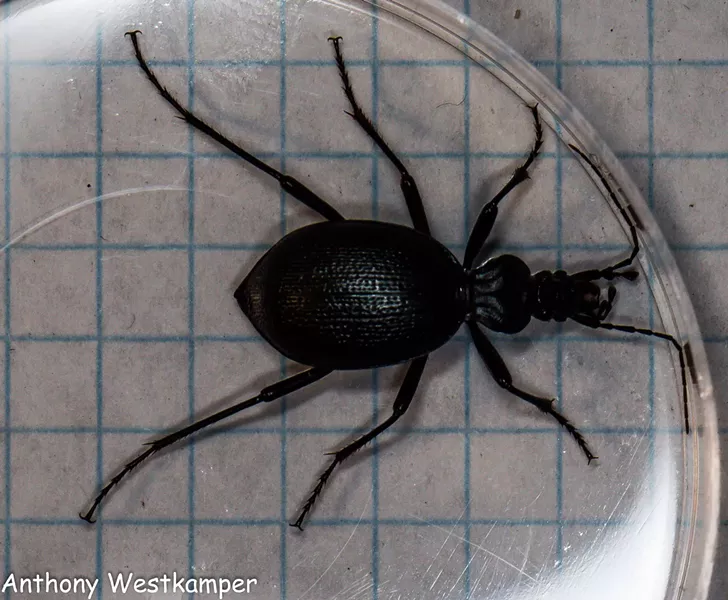 A snail-hunting ground beetle. - PHOTO BY ANTHONY WESTKAMPER