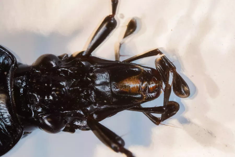 The ground beetle's specialized narrow head and elongated jaws for getting at snails in their narrow shells. - PHOTO BY ANTHONY WESTKAMPER