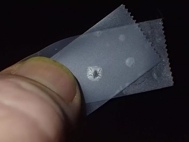 A tick, safely sealed away in tape. - PHOTO BY ANTHONY WESTKAMPER