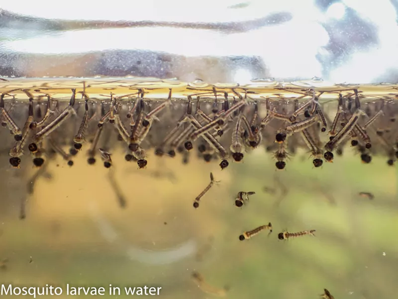 The dapper Aedes sierensis in Carlotta. - ANTHONY WESTKAMPER