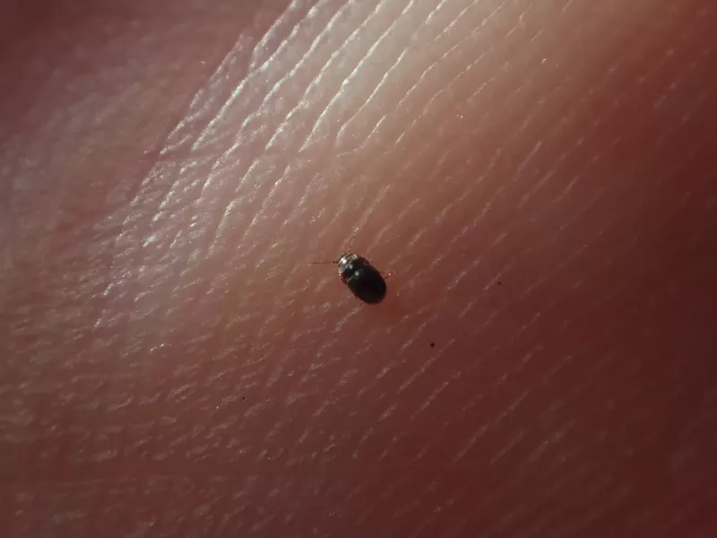 A feather wing beetle on my hand. - PHOTO BY ANTHONY WESTKAMPER