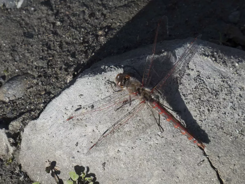 A variegated meadowhawk dragonfly. - PHOTO BY ANTHONY WESTKAMPER