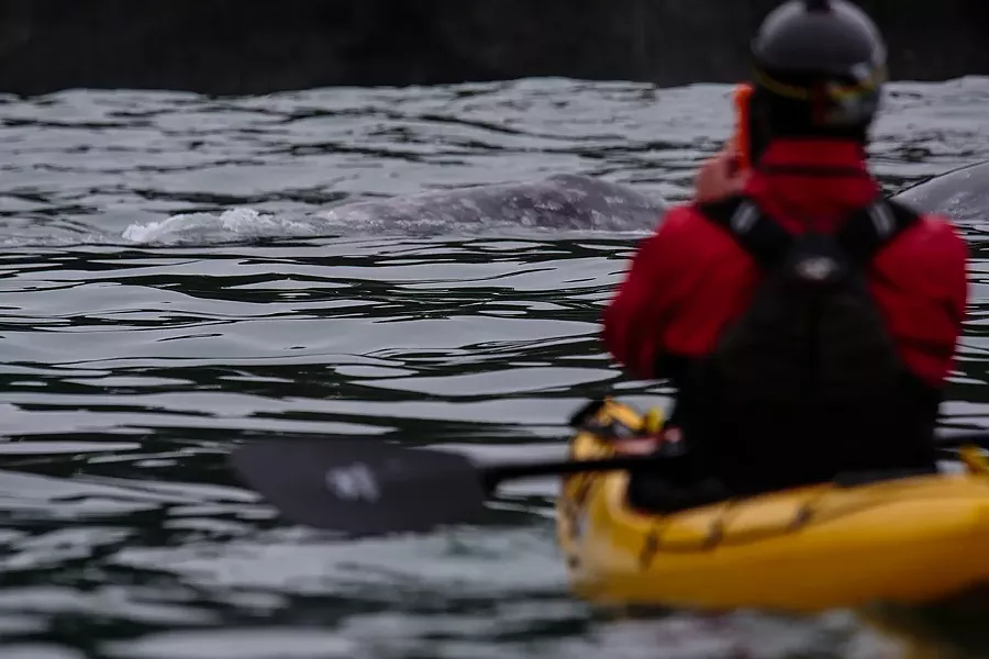 Kayaking with whales. - CHET FRIEDMAN, COURTESY OF KAYAK TRINIDAD