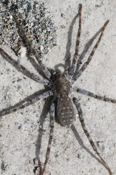 A beach wolf spider. - PHOTO BY ANTHONY WESTKAMPER