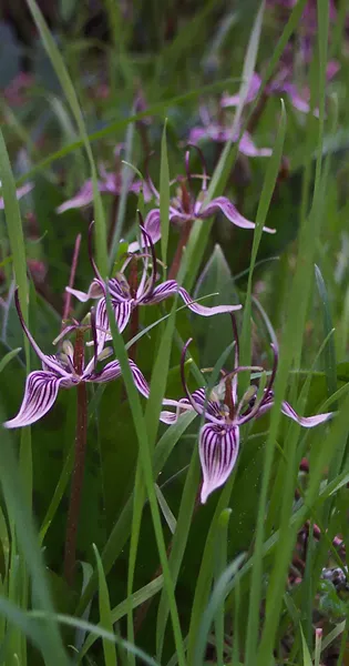 Fetid adder's tongue (Scoliopus bigelovii). - PHOTO BY ANTHONY WESTKAMPER