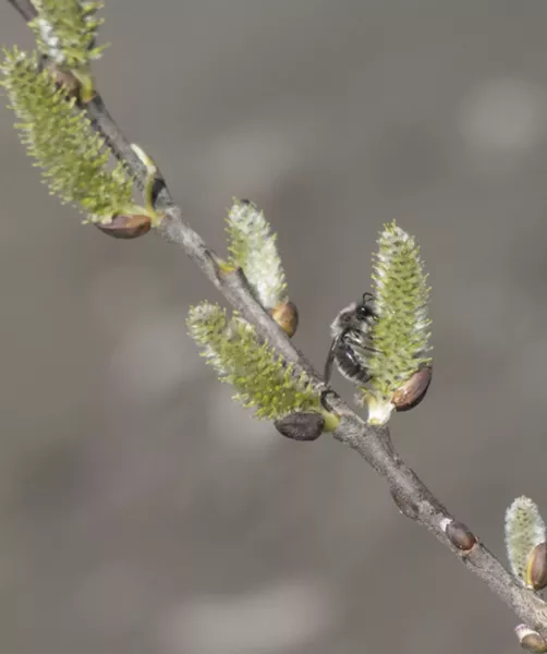 Small native bee on willow. - PHOTO BY ANTHONY WESTKAMPER