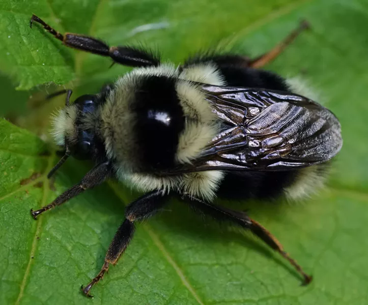 Bumblebee, the standard which is oft copied. - PHOTO BY ANTHONY WESTKAMPER