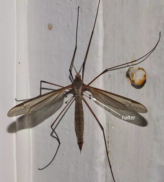Crane fly on my front porch shows halteres. - PHOTO BY ANTHONY WESTKAMPER