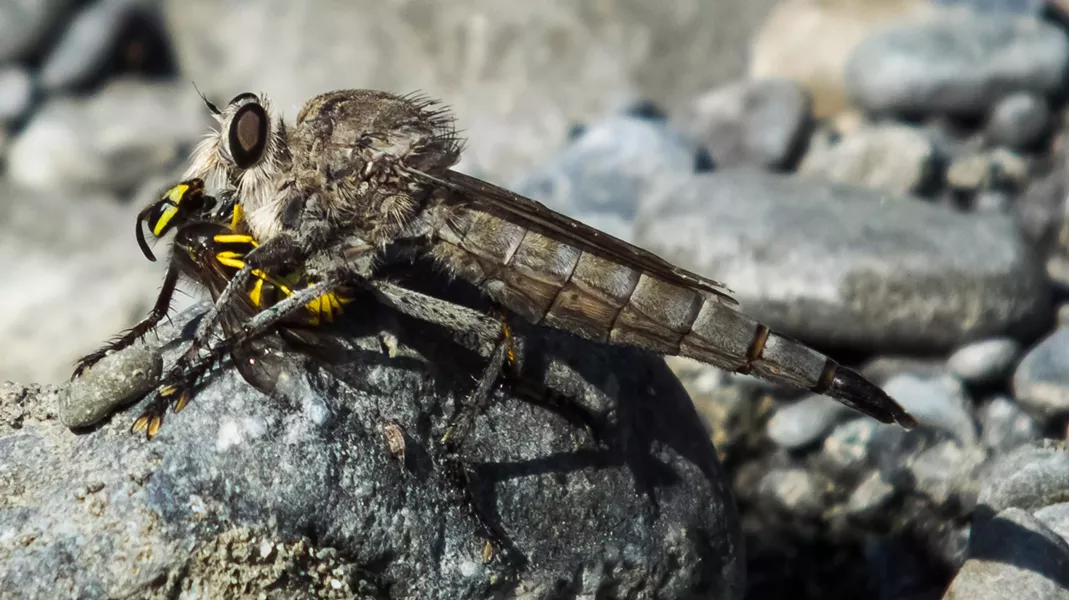 A giant robber fly dines on a yellowjacket taken on the wing. - PHOTO BY ANTHONY WESTKAMPER