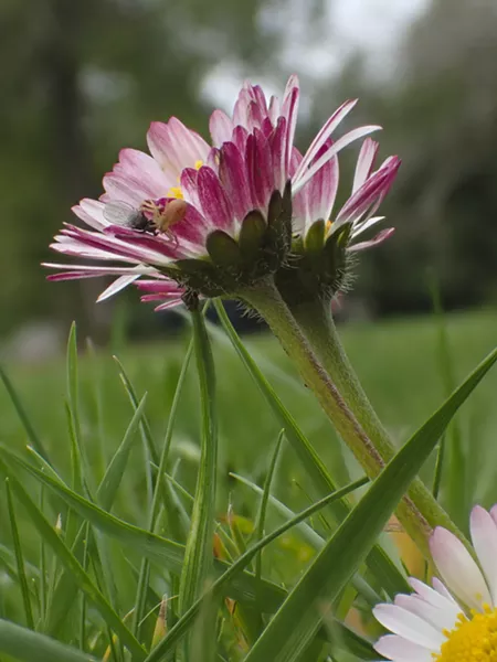 Tiny fly captured by tiny spider on tiny lawn daisy. - PHOTO BY ANTHONY WESTKAMPER