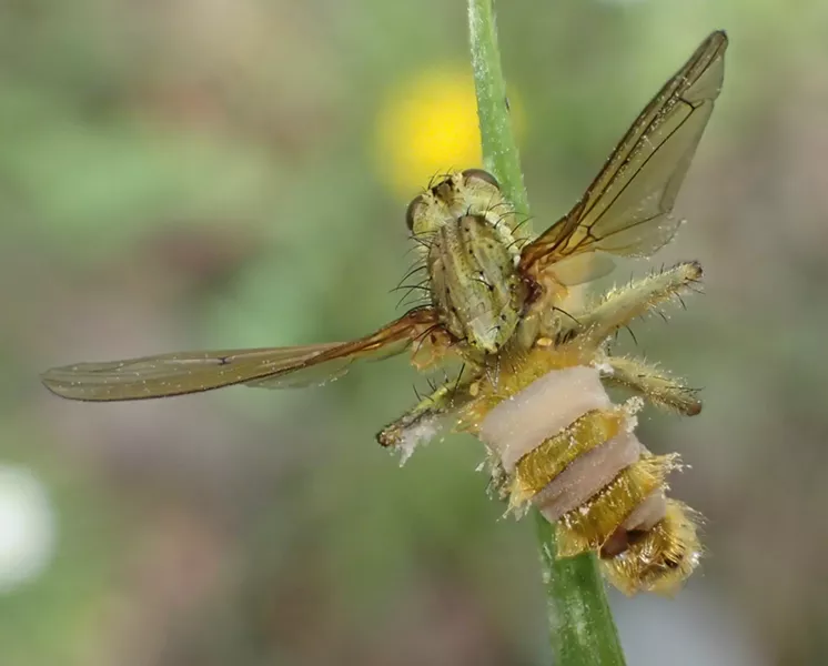 Dung fly, its nervous system invaded by fungus, locks up and dies. Look to tall blades of grass. - PHOTO BY ANTHONY WESTKAMPER