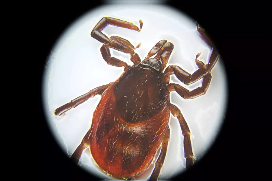 A very dead tick. Look out for the live ones. - PHOTO BY ANTHONY WESTKAMPER