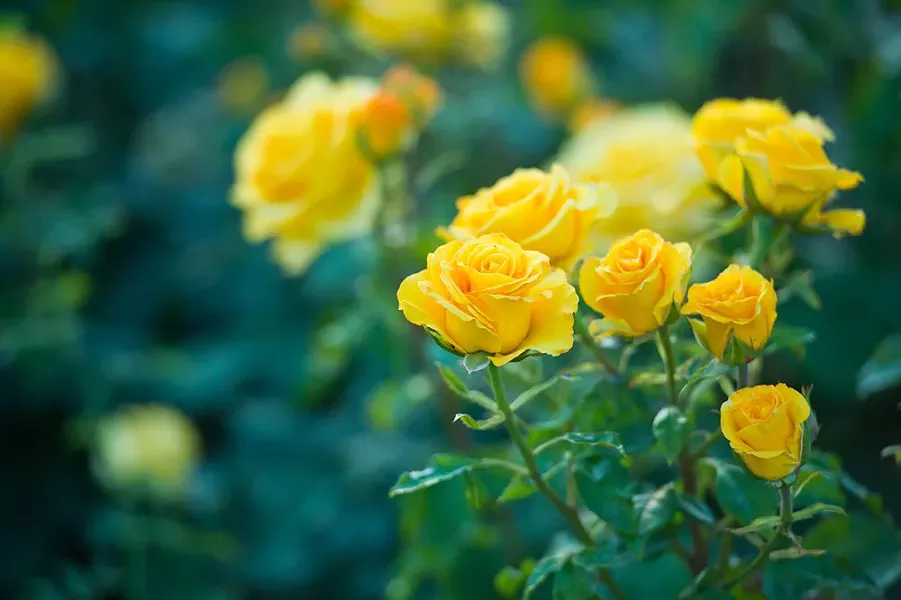 humboldt rose society s 52nd annual rose show a e blog