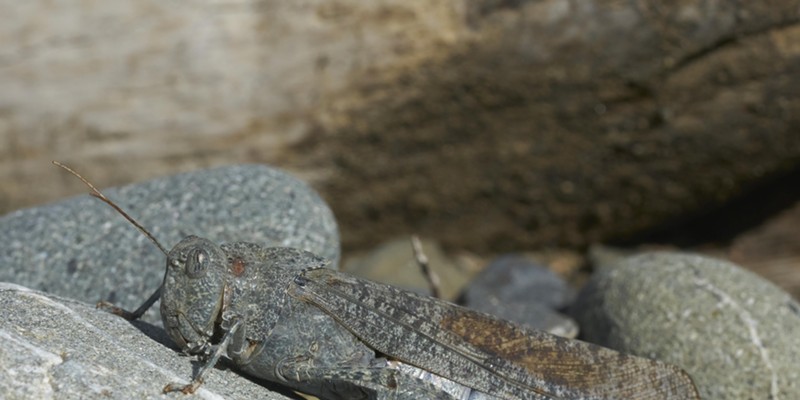 Carolina grasshopper blends into the rocks behind.