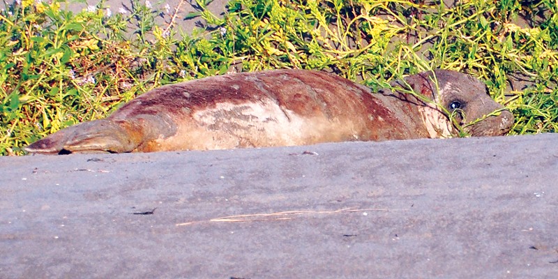 A young northern elephant seal at Mad River Beach.