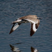 A Shorebird Primer Willet in flight. Photo by Sarah Hobart