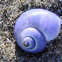 The Violet Snail Conspiracy