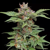 Finding A Unicorn: Humboldt Growers Collaborate in a Quest to Find Superior Cannabis Genetics