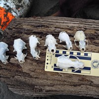 Seven mink skulls washed up on the beach at once.