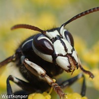 The bald faced hornet with mandibles agape.