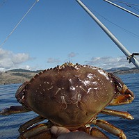 Another crab season, another delay.