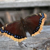 In England, the mourning cloak, known as the Camberwell beauty, emerges from its winter hiding place to frolic on warm winter days.
