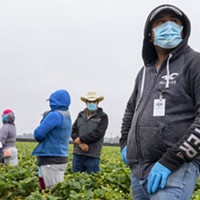 Jose Suarez, a strawberry farmworker, wears a medical face mask as he stands near rows of strawberry fields in Watsonville, California, on Wednesday, July 29, 2020.