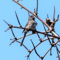 The black-chinned sparrow, a bird worth chasing after.