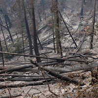 A burned area near Salyer Loop Road during the Six Rivers Lightning Complex Fire.