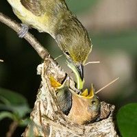 A white-eyed vireo bringing a caterpillar to feed its babies.
