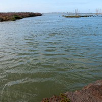 King Tides brought high water to the Arcata Marsh and Wildlife Center.
