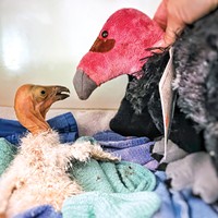 The newly hatched California condor that was taken to be incubated and cared for due to concerns about the health of the father condor caring for the nest after his mate died of the virus.
