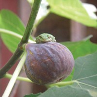 A tree frog sits on a neverella fig.