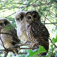 Northern Spotted owls