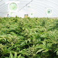 Humboldt Board of Supervisors to Consider Capping Cannabis Cultivation Licenses