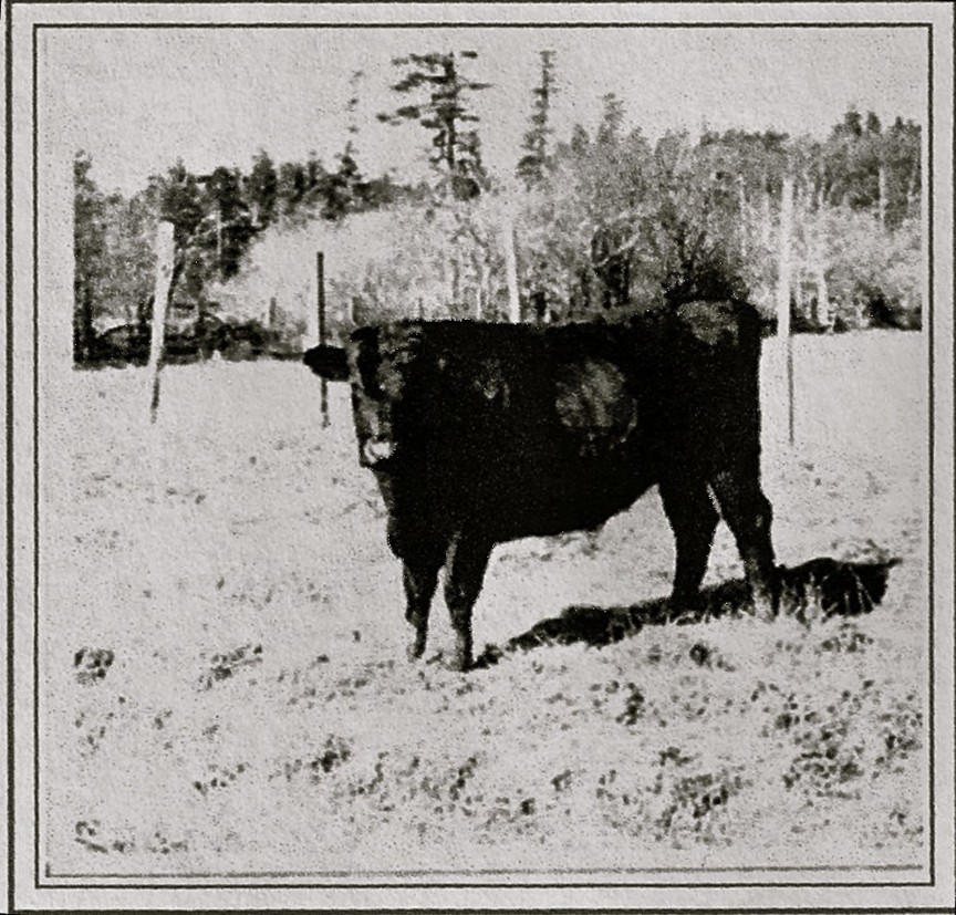 Tough beef: The steer known as 'Captain Courageous.' - PHOTO COURTESY OF THE KLAMATH CHAMBER OF COMMERCE
