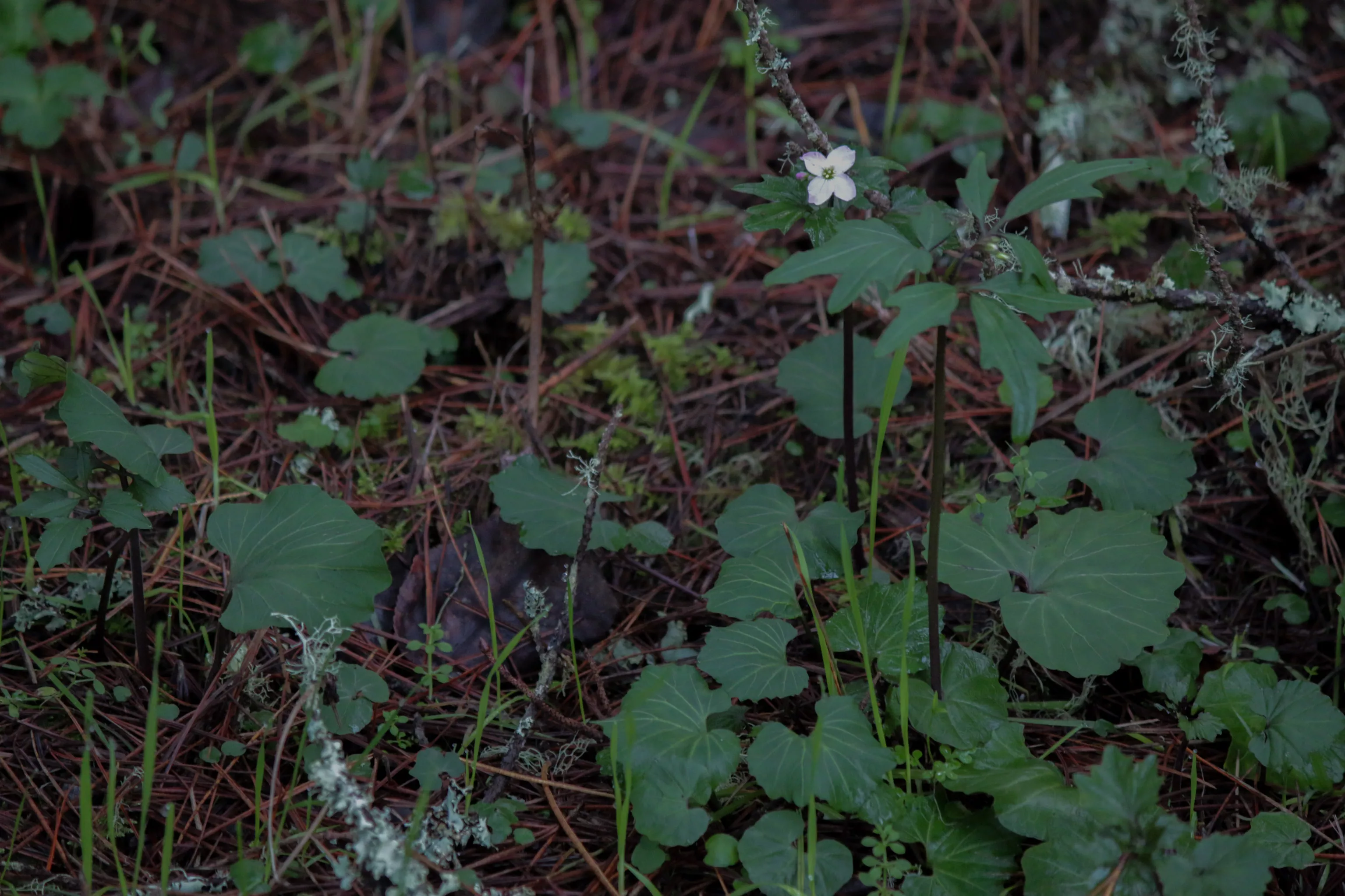 HumBug A Winter Walk News Blog