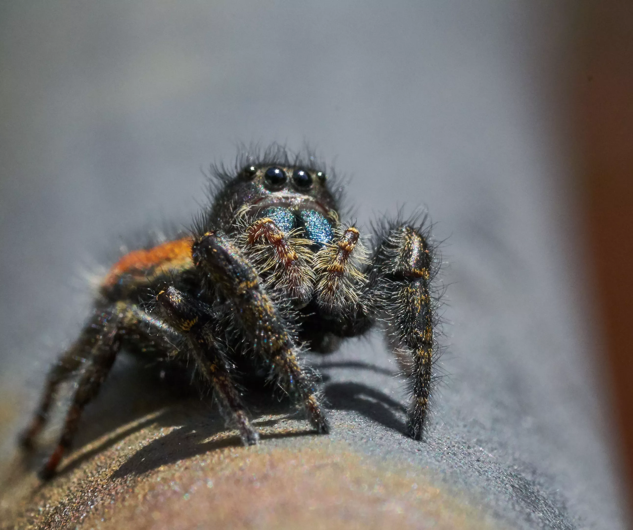 Pests beware: jumping spiders are here!