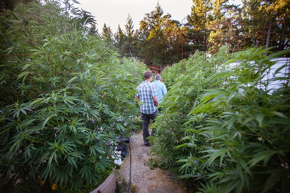 A goal of the proposed cannabis land use ordinance is creating more opportunities for canna-tourism, like farm tours and and farm stays. - PHOTO BY AMY KUMLER