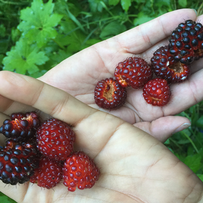 Red Salmonberry harvested in Humboldt County