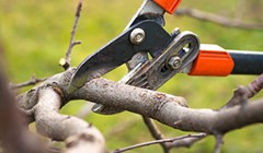 The Particulars of Pruning