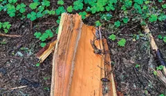 Forest Bathing in the Redwoods