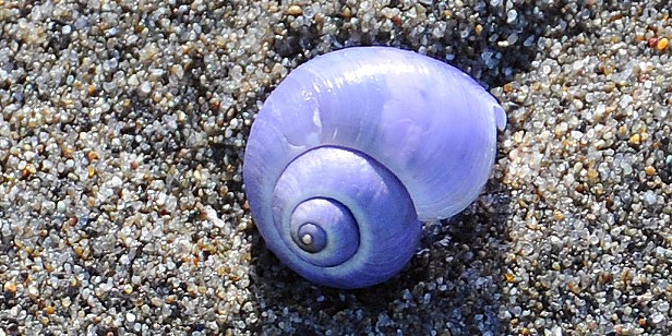 The Violet Snail Conspiracy | Washed Up | North Coast Journal