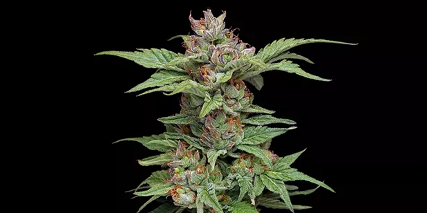 Finding A Unicorn Humboldt Growers Collaborate In A Quest To Find Superior Cannabis Genetics News North Coast Journal Finding A Unicorn Humboldt Growers Collaborate In A Quest To Find Superior Cannabis Genetics News North Coast Journal
