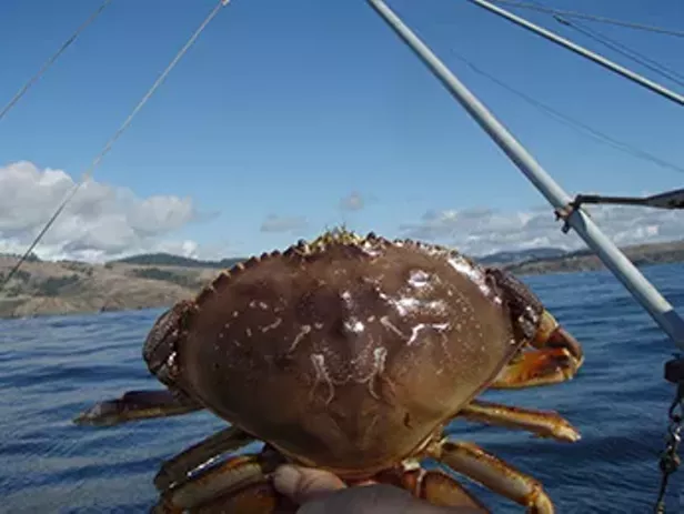 Crab Quality Delays Commercial Season Opening News Blog